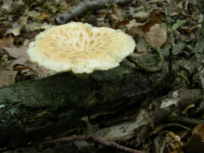 3) Fotografati il 12.06.2012. sotto Quercia (bosco asciutto)